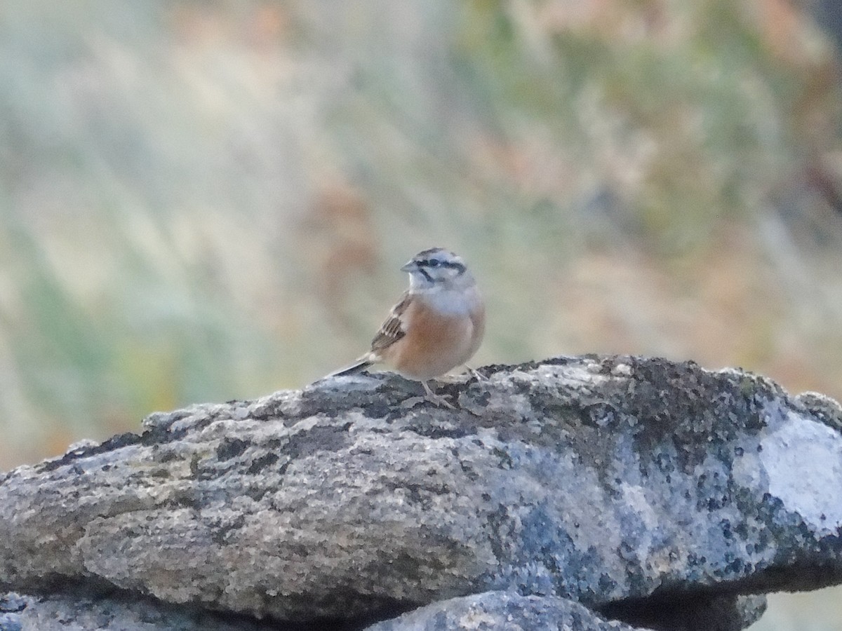 Rock Bunting - ML119927031