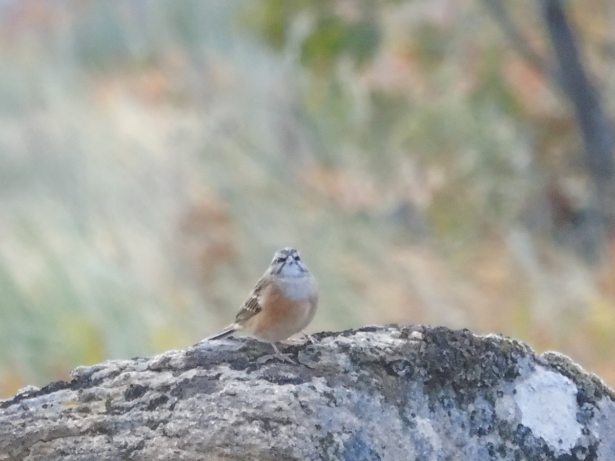 Rock Bunting - ML119927061