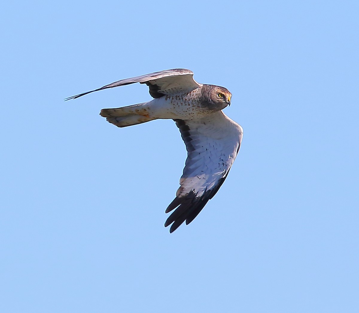 Northern Harrier - ML119927261