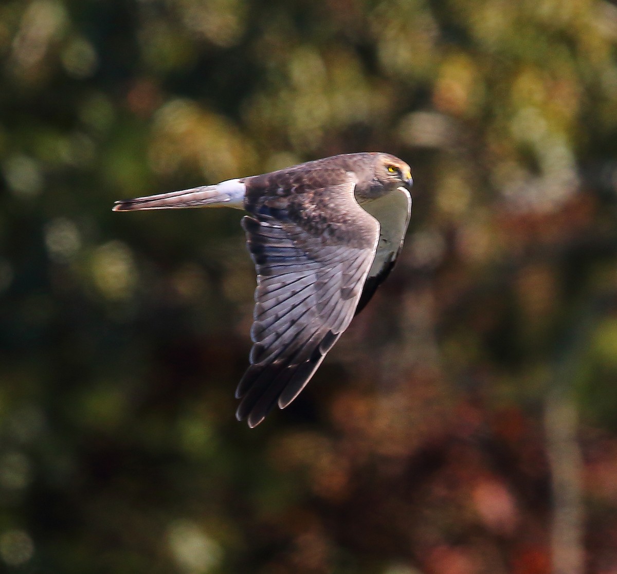 Northern Harrier - ML119927331