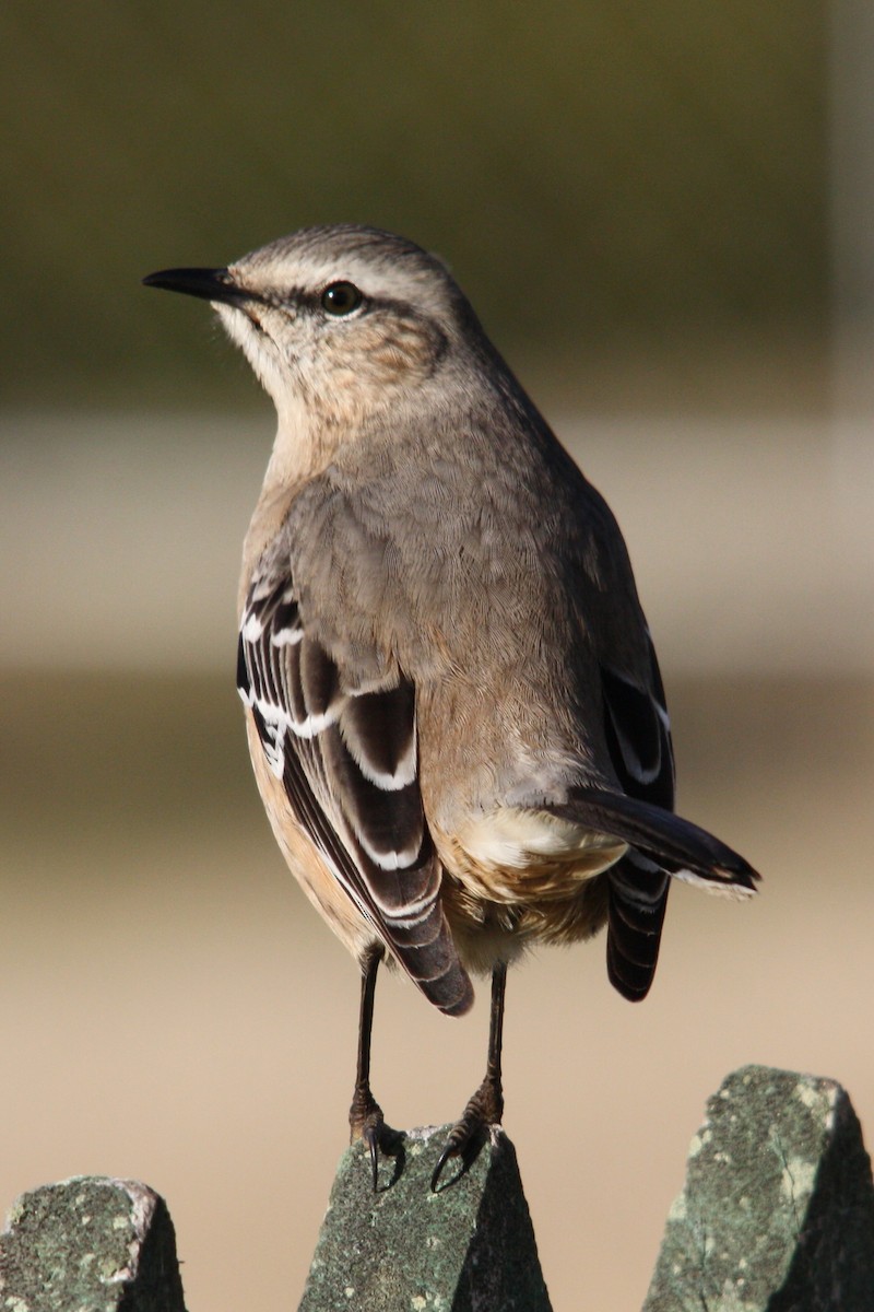 Patagonian Mockingbird - ML119927581