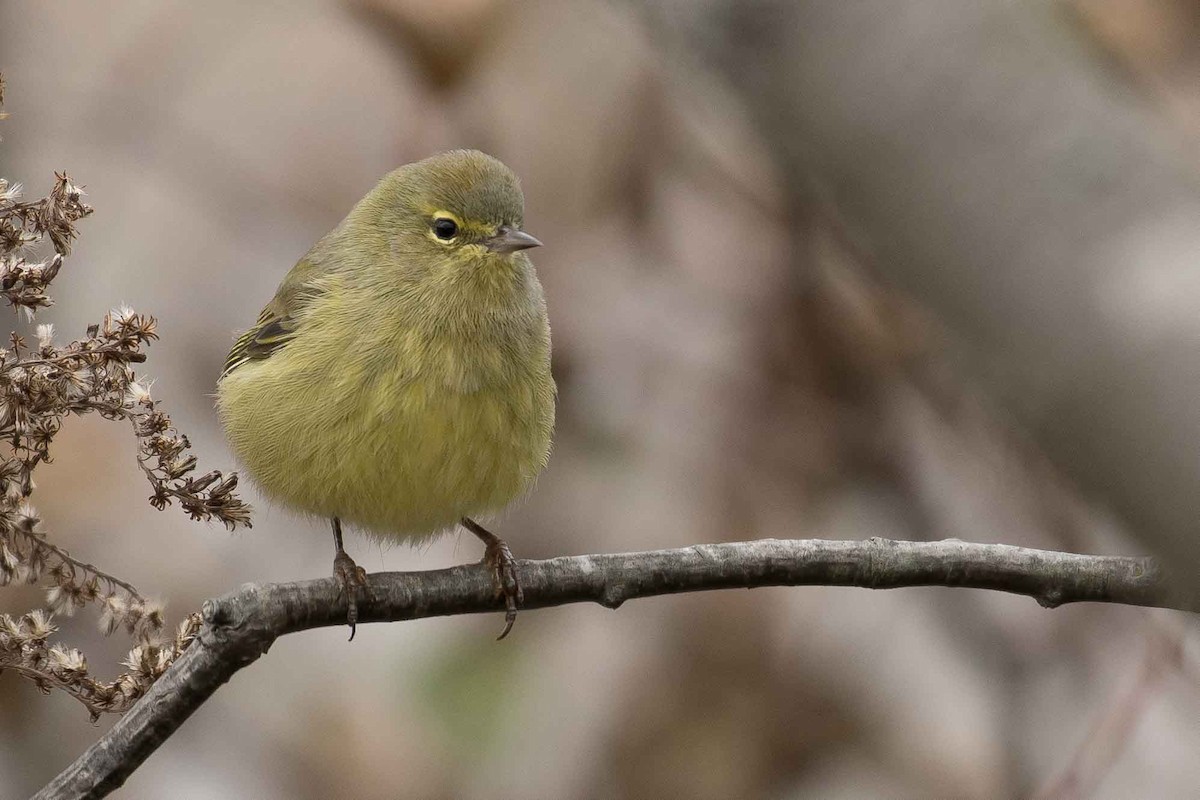 Orange-crowned Warbler - ML119929451