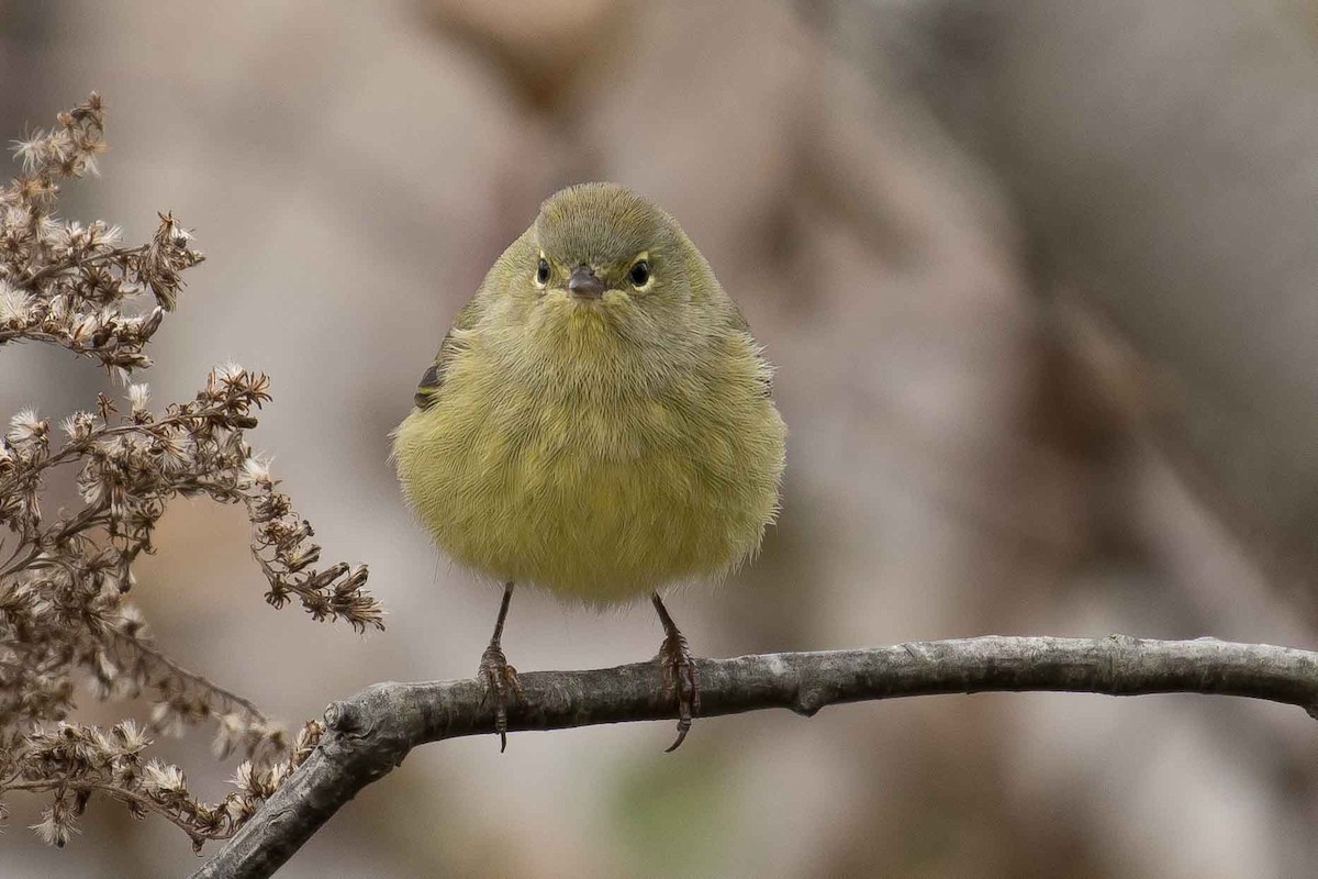 Orange-crowned Warbler - ML119929461