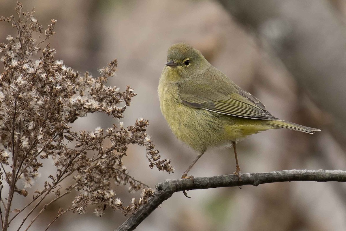 Orange-crowned Warbler - ML119929491