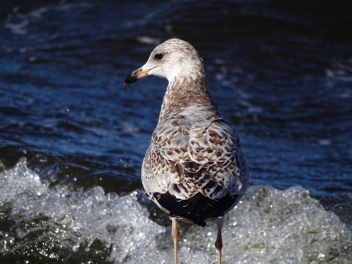 Ring-billed Gull - ML119929671