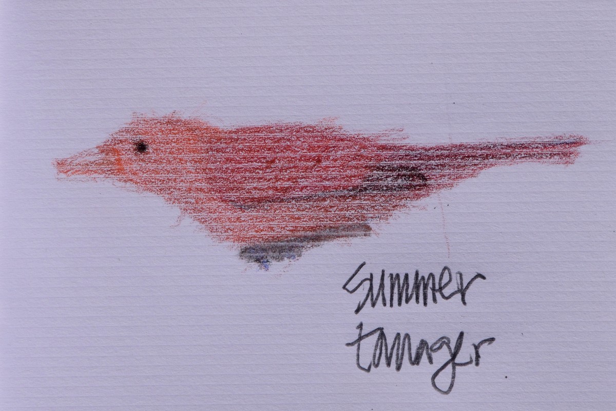 Summer Tanager - RM Yoshihara