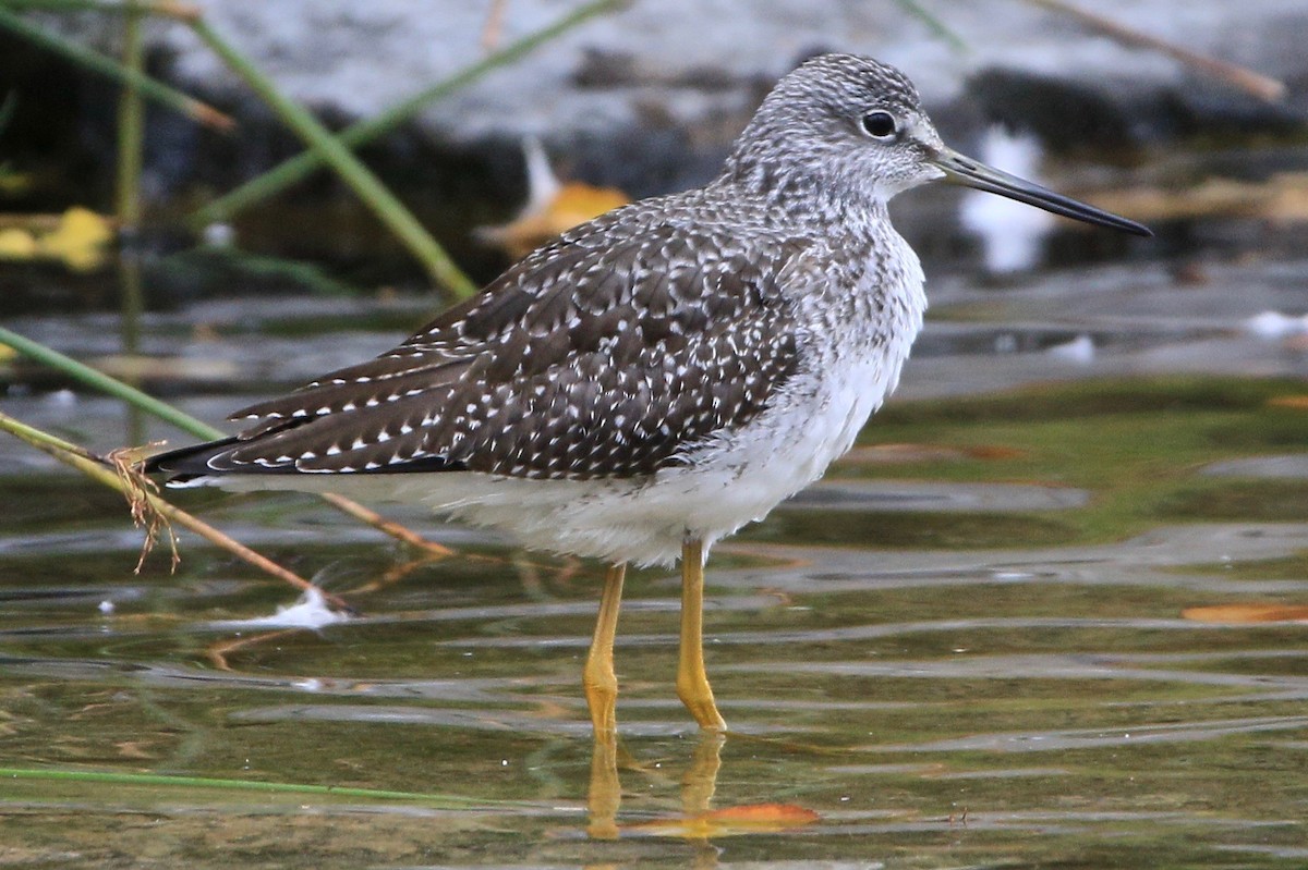 Greater Yellowlegs - John King