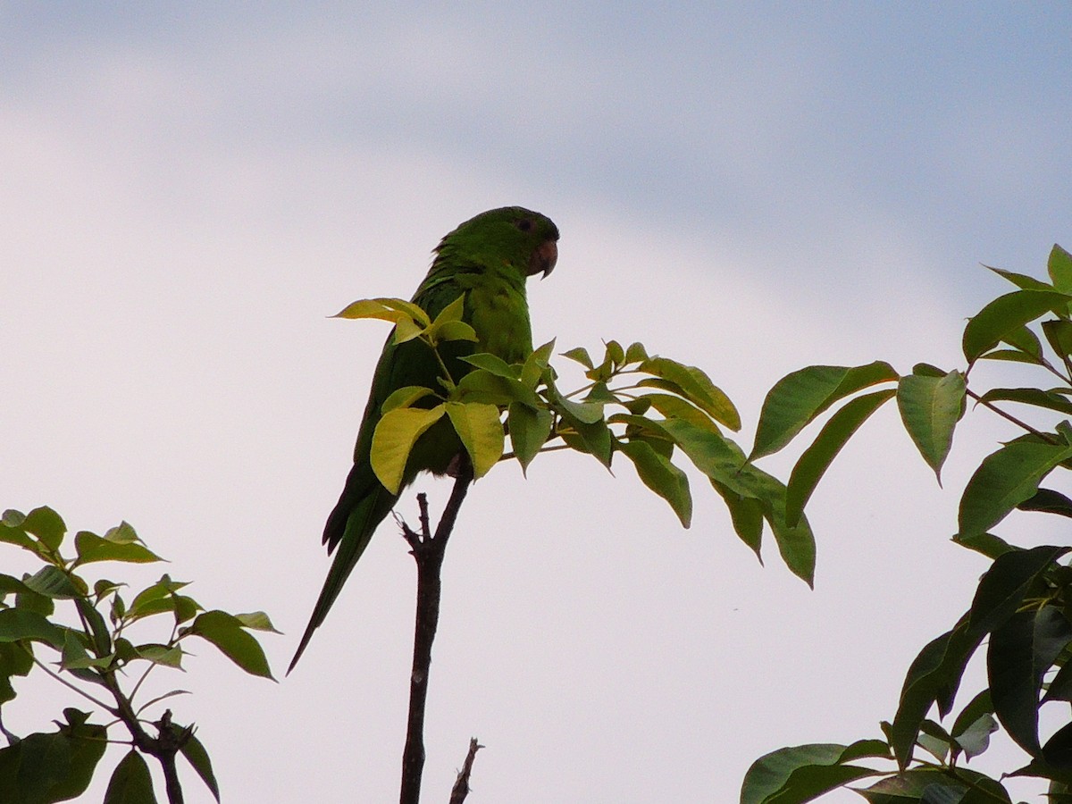 Green Parakeet - ML119932401