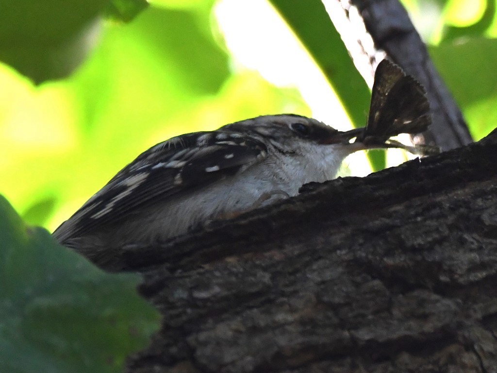 Brown Creeper - Steve Davis