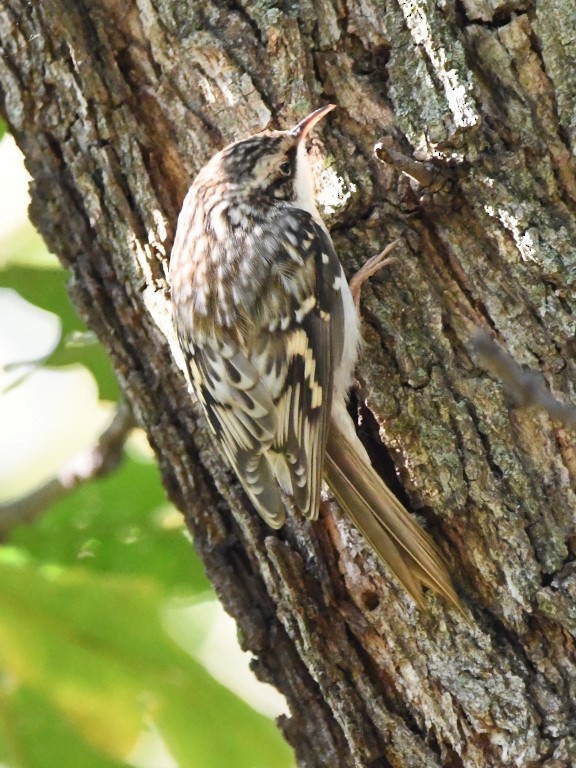 Brown Creeper - Steve Davis