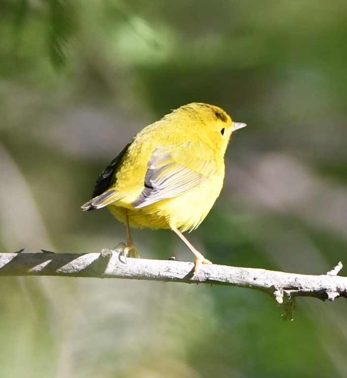 Wilson's Warbler - Steve Davis