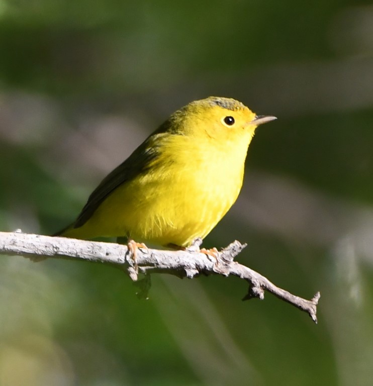 Wilson's Warbler - Steve Davis