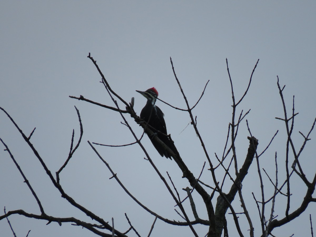 Pileated Woodpecker - Tom and Margaret