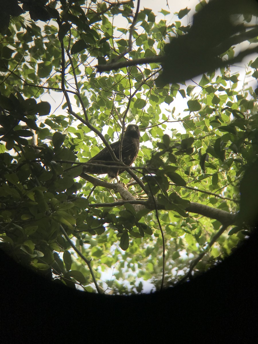 Broad-winged Hawk - ML119934981