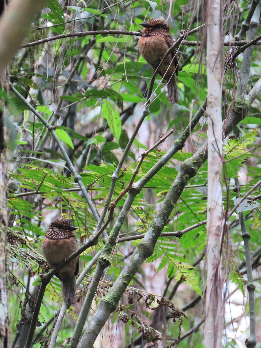 Crescent-chested Puffbird - ML119938891