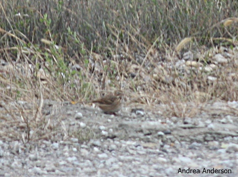 Vesper Sparrow - ML119939731