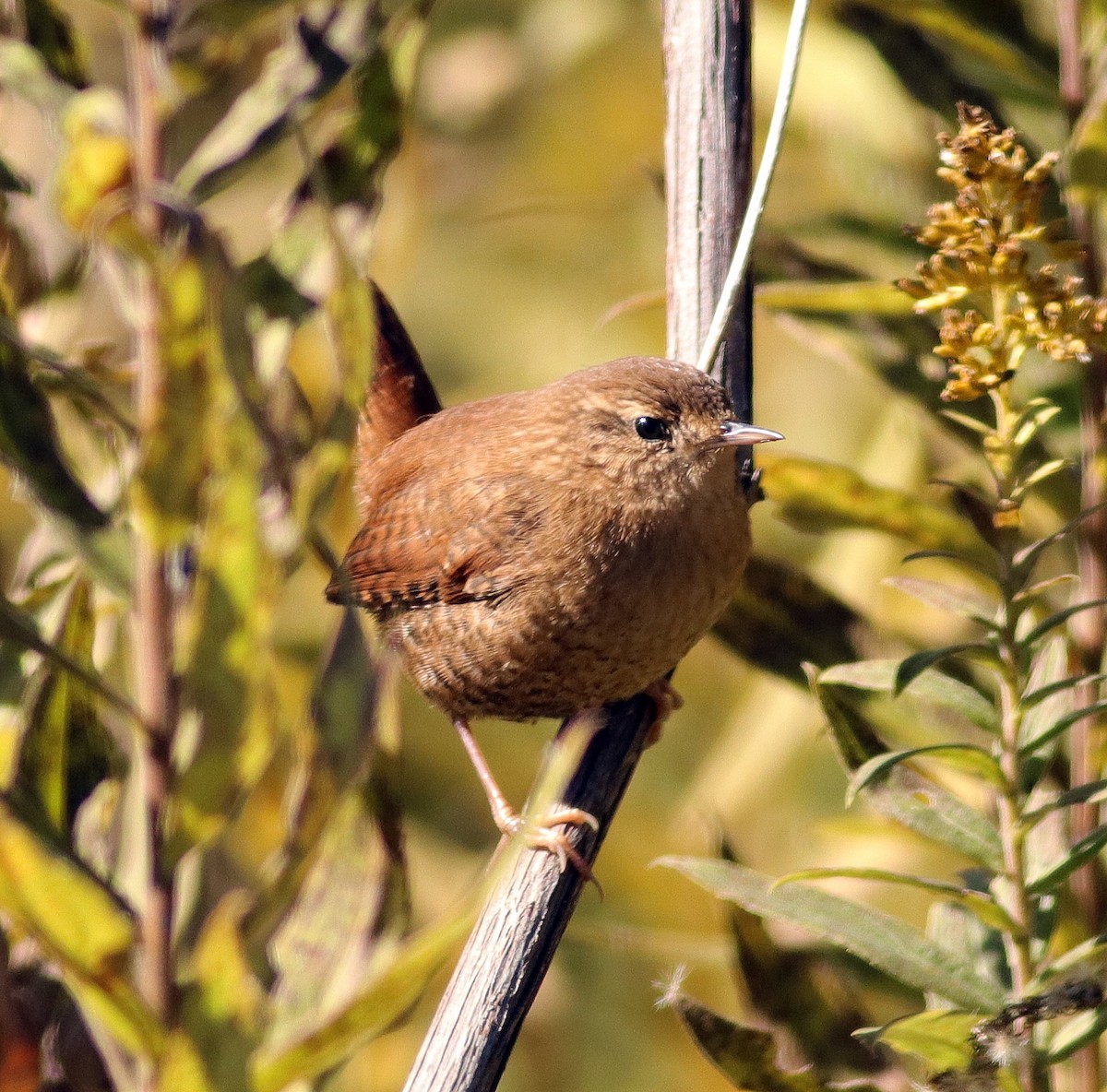 Winter Wren - Matthew Winks