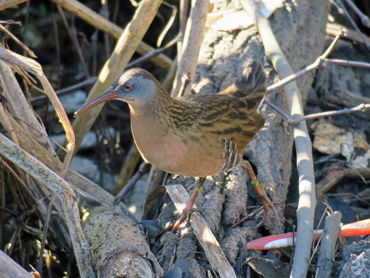 Virginia Rail - ML119941721