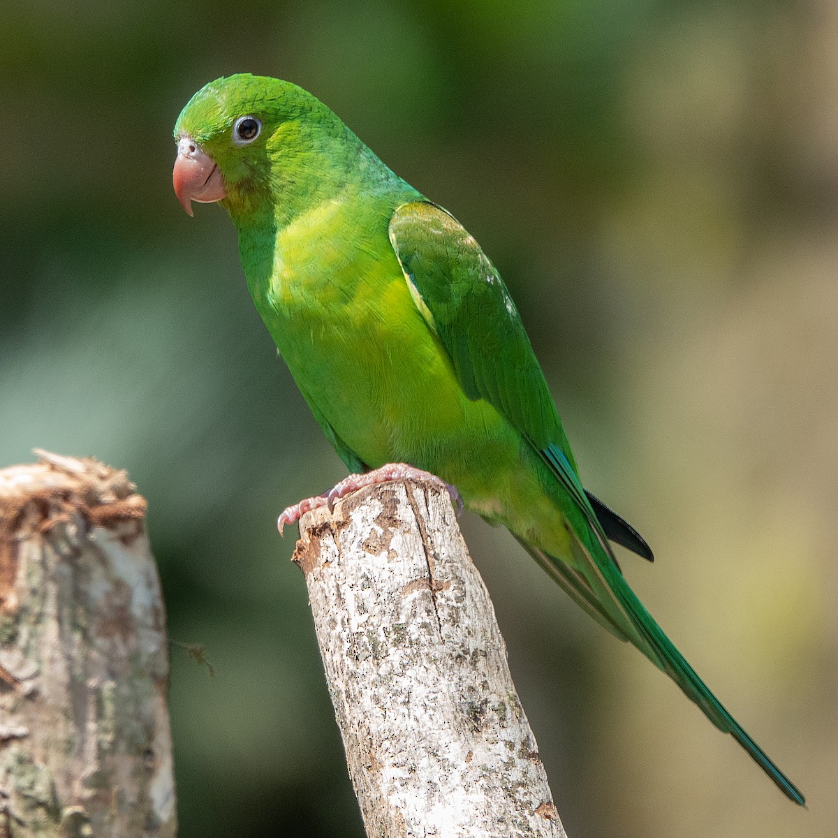 Plain Parakeet - ML119942291