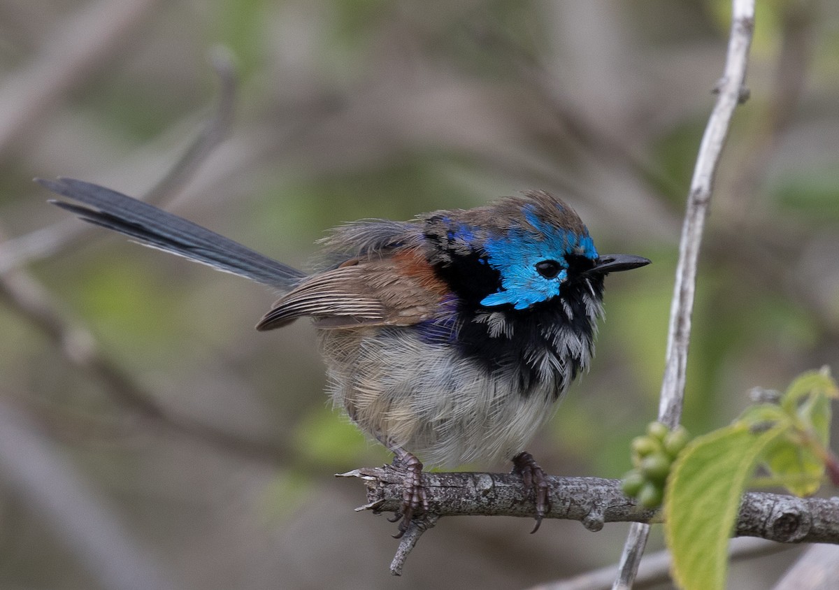 Variegated Fairywren - ML119945111