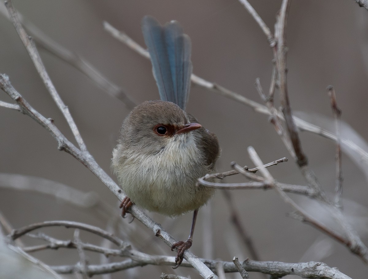 Variegated Fairywren - ML119945501