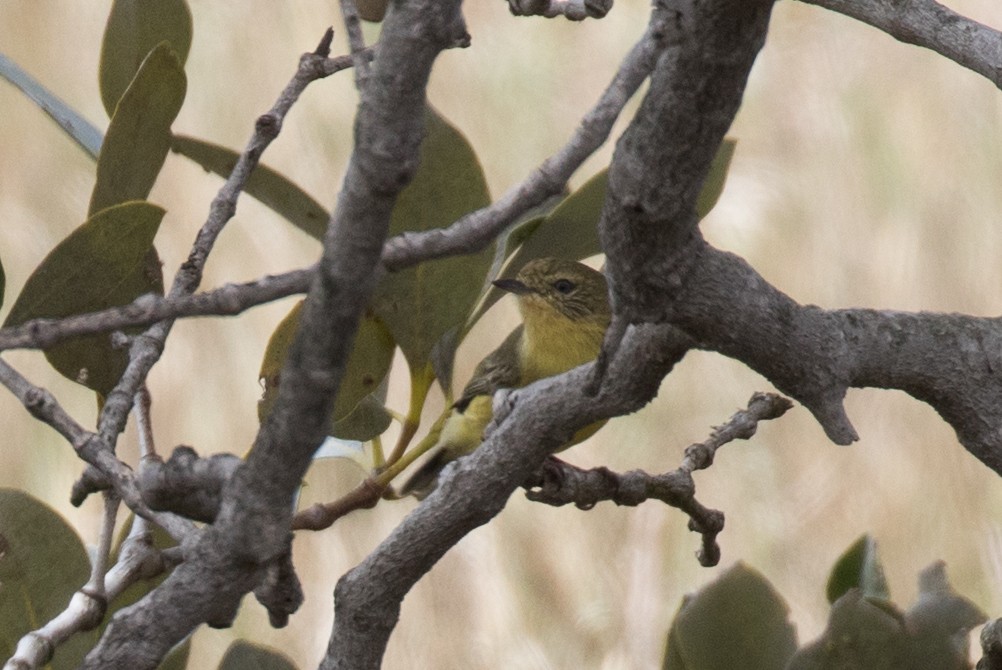 Yellow Thornbill - ML119945561
