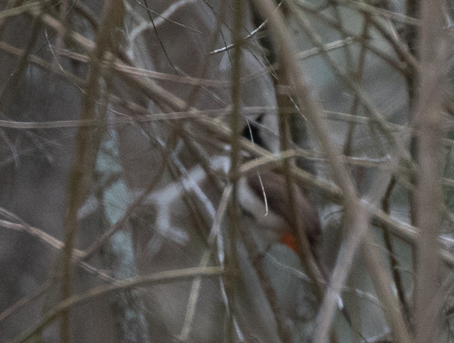 Red-whiskered Bulbul - ML119945621