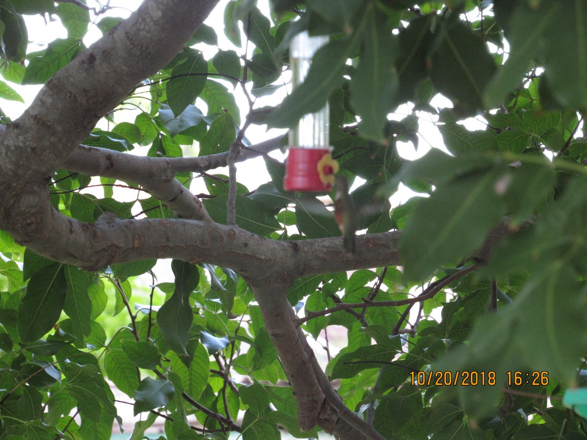 Inagua Woodstar - ML119946701