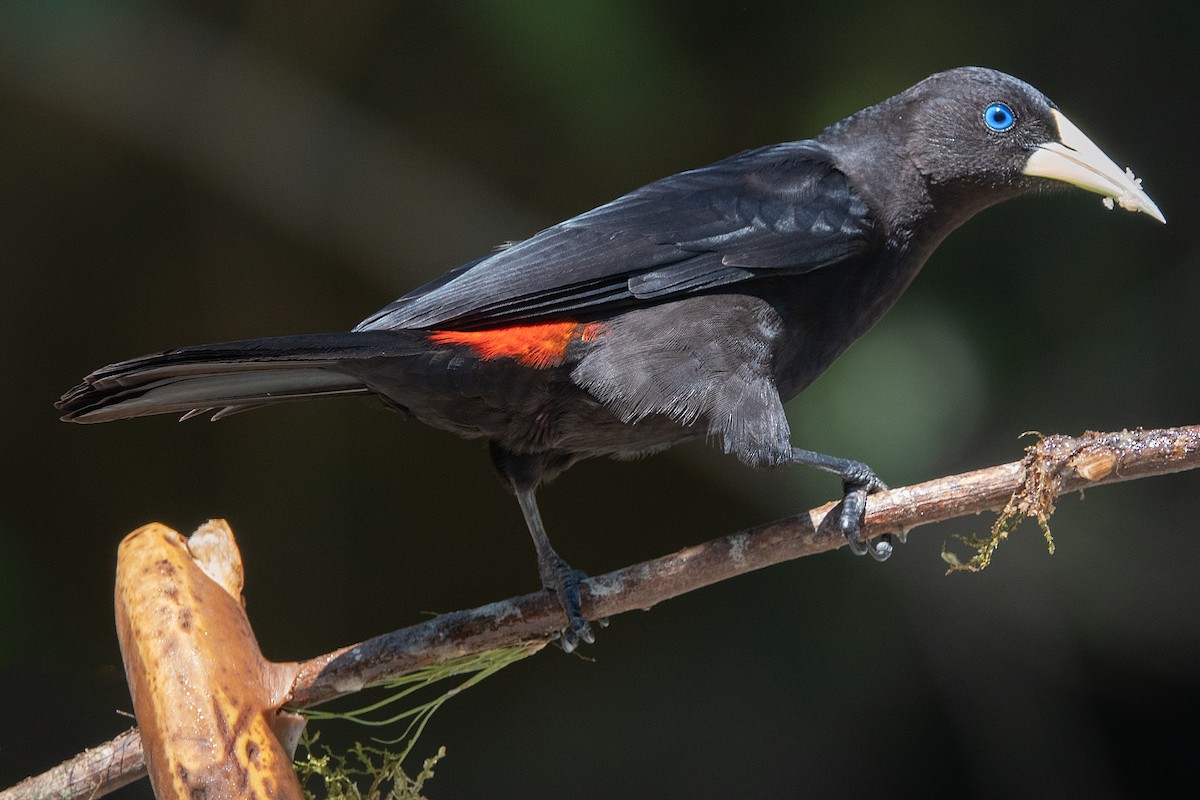 Red-rumped Cacique - Cedric Bear