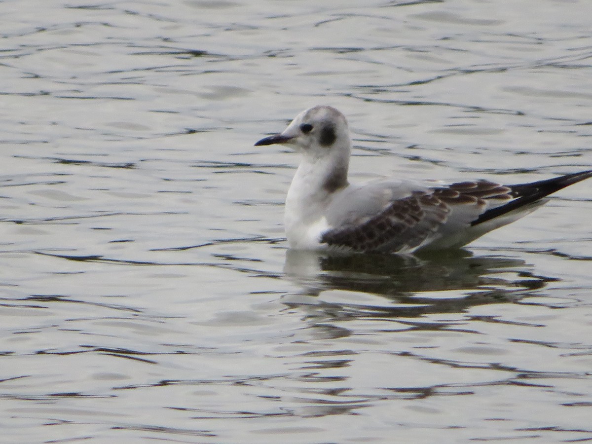 Bonaparte's Gull - ML119947621