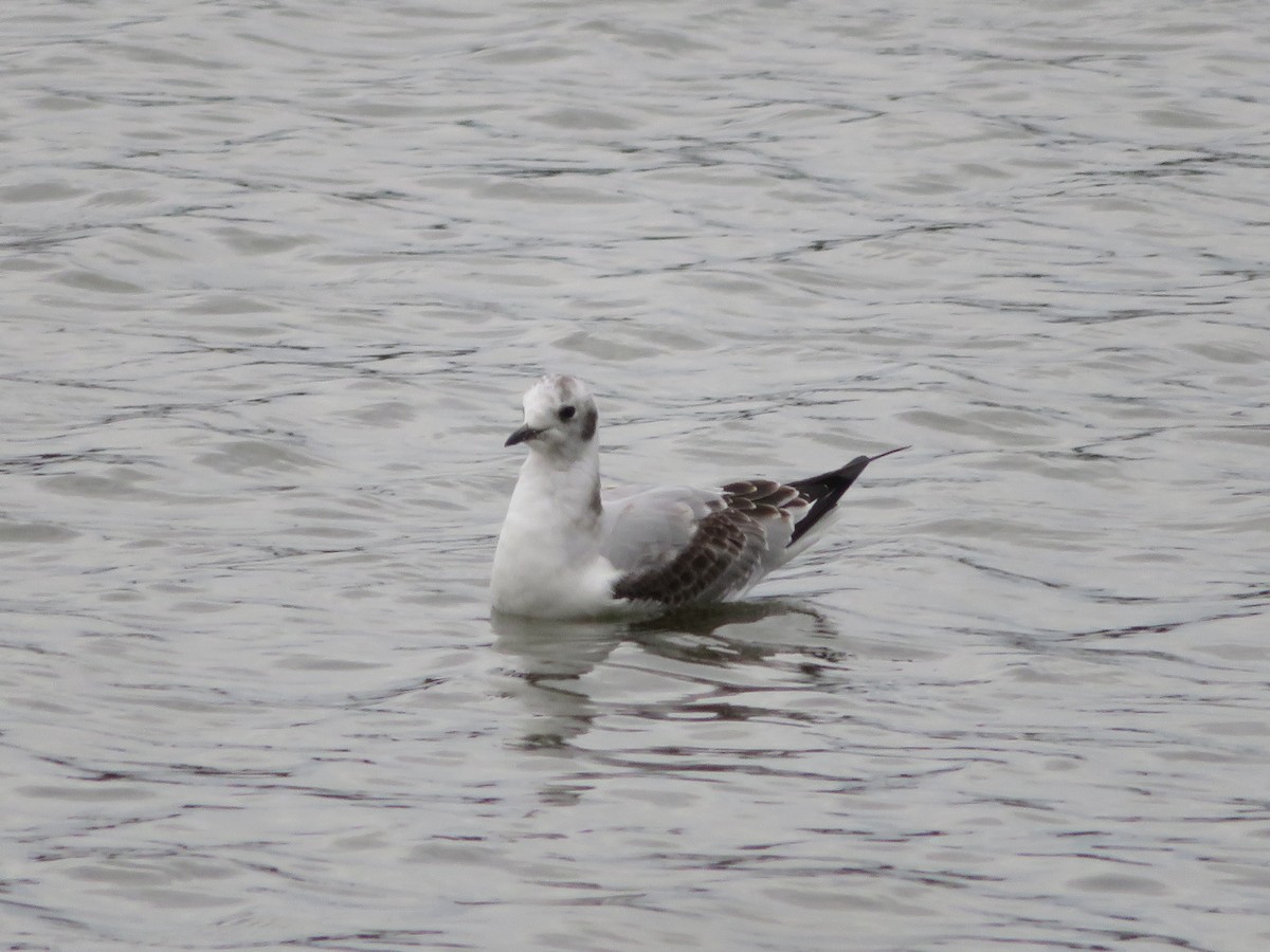 Mouette de Bonaparte - ML119947651