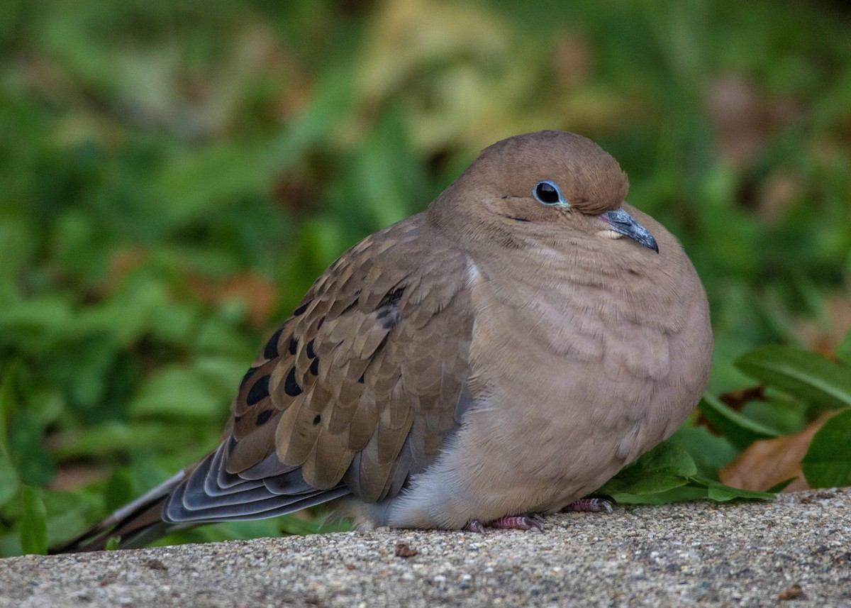 Mourning Dove - Tom Lally
