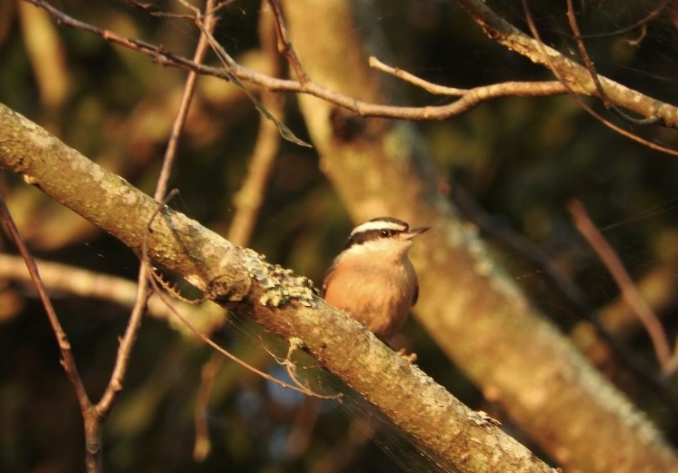 Red-breasted Nuthatch - ML119948931