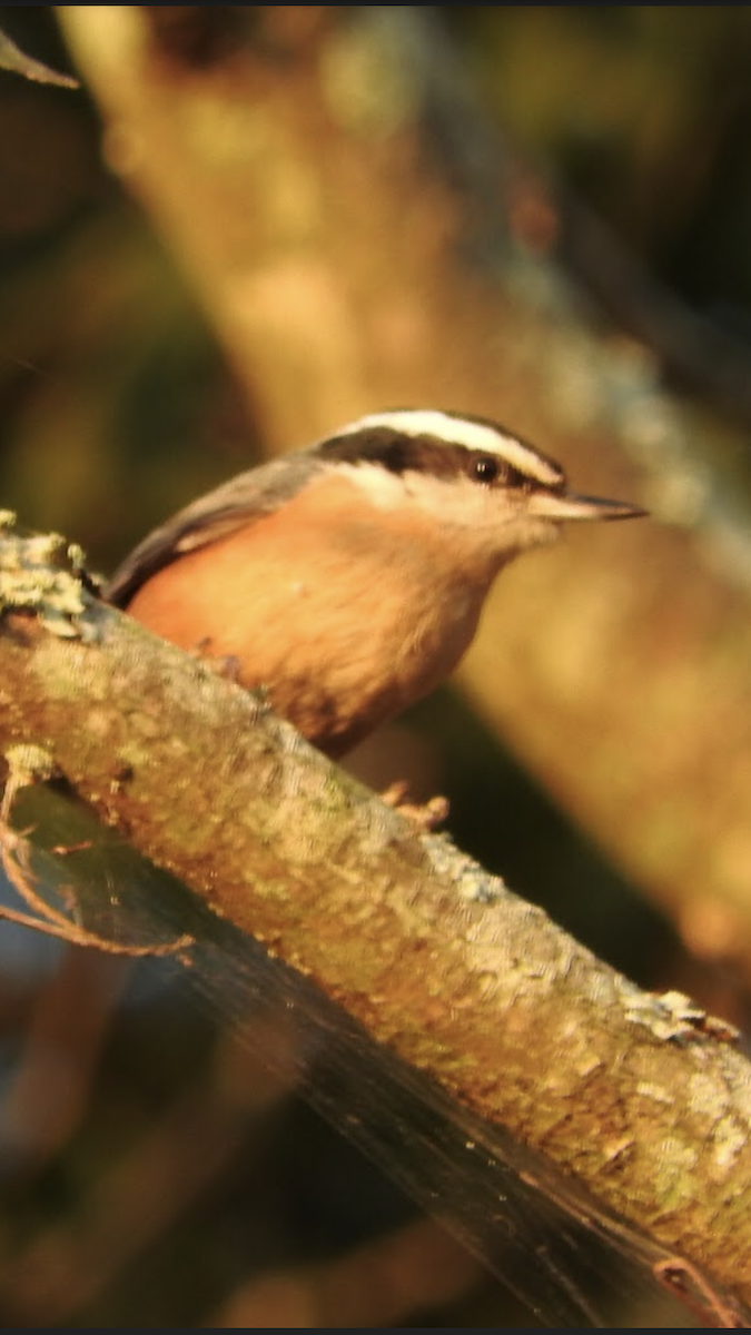 Red-breasted Nuthatch - ML119949051