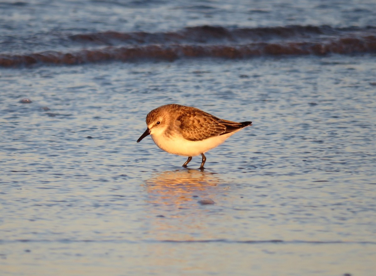 Semipalmated Sandpiper - ML119950331