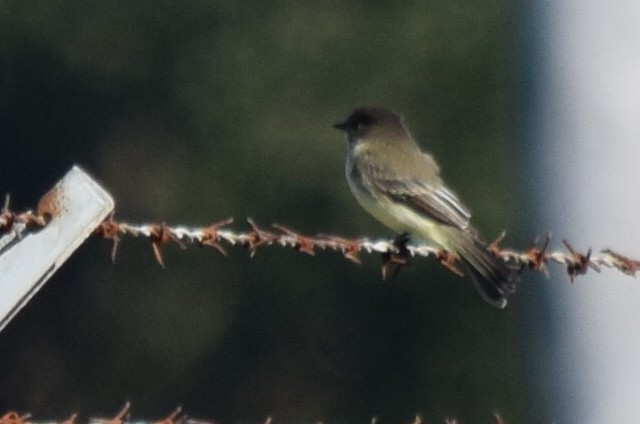 Eastern Phoebe - ML119950381