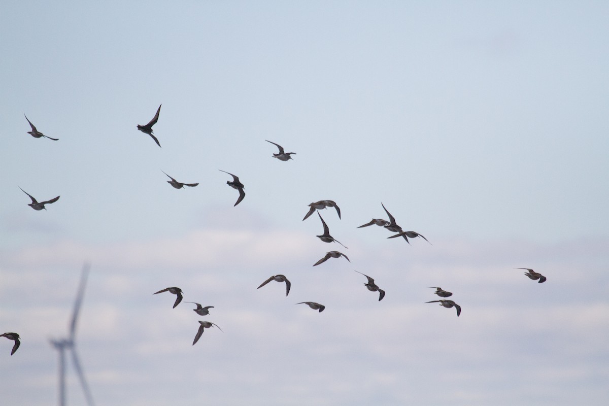 Pectoral Sandpiper - ML119950571