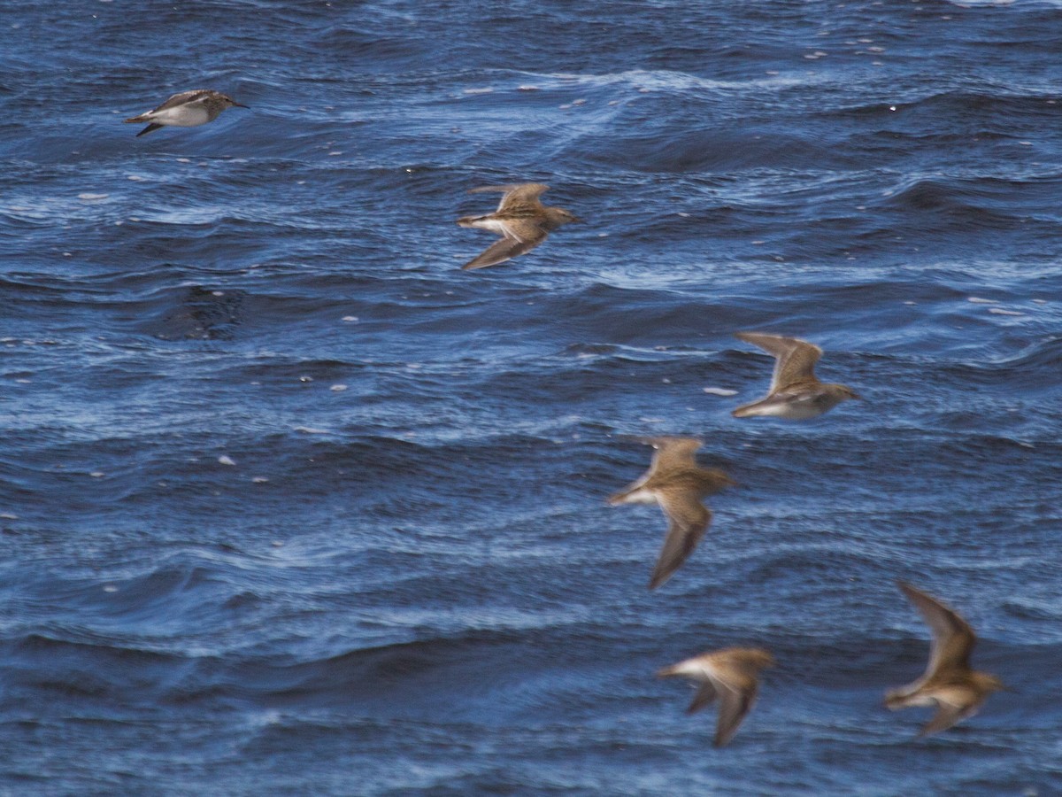 Pectoral Sandpiper - ML119950661