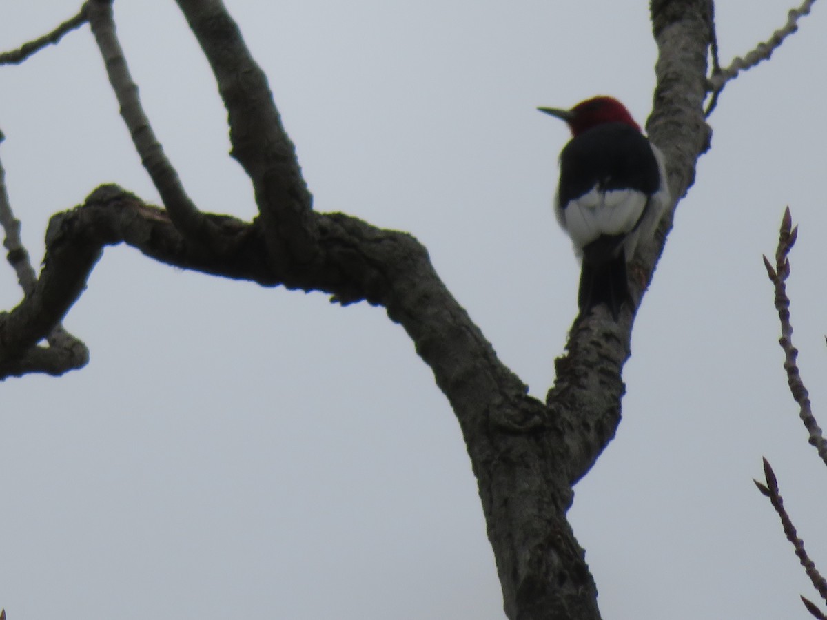 Red-headed Woodpecker - ML119951911