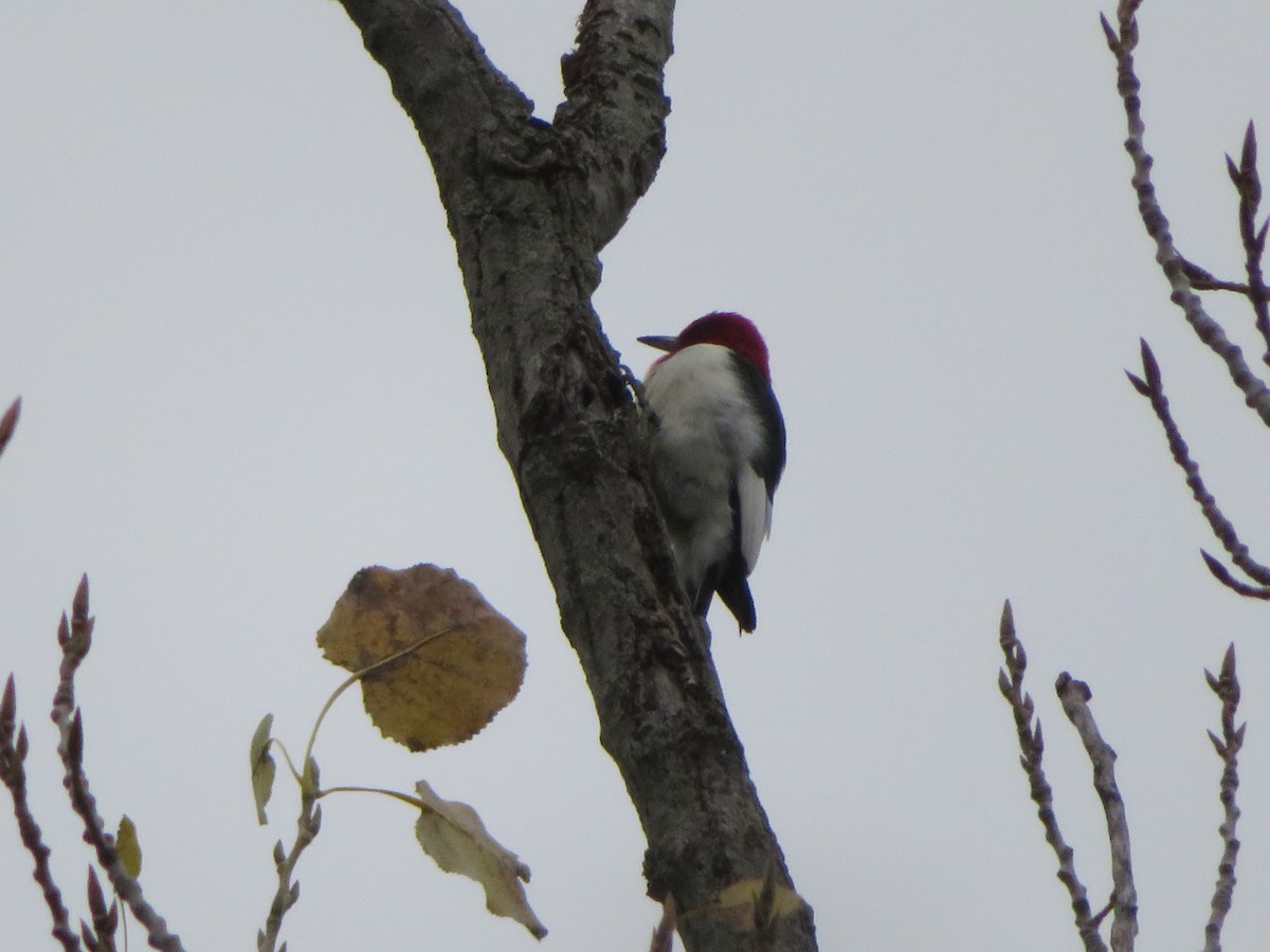 Red-headed Woodpecker - ML119951921