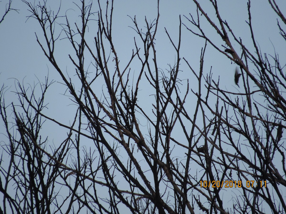 Inagua Woodstar - ML119952431