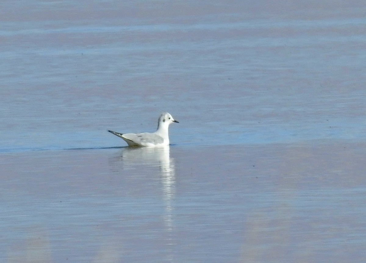 Bonaparte's Gull - ML119953601