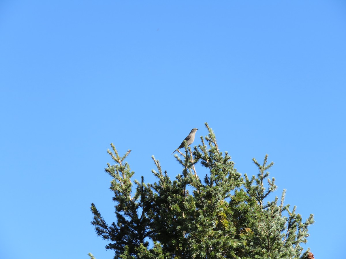 Townsend's Solitaire - ML119953621