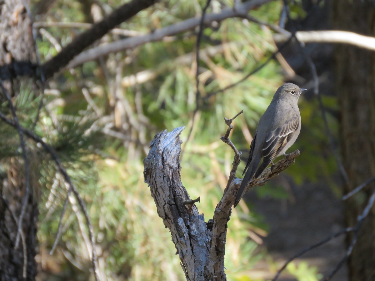 Townsend's Solitaire - ML119953711