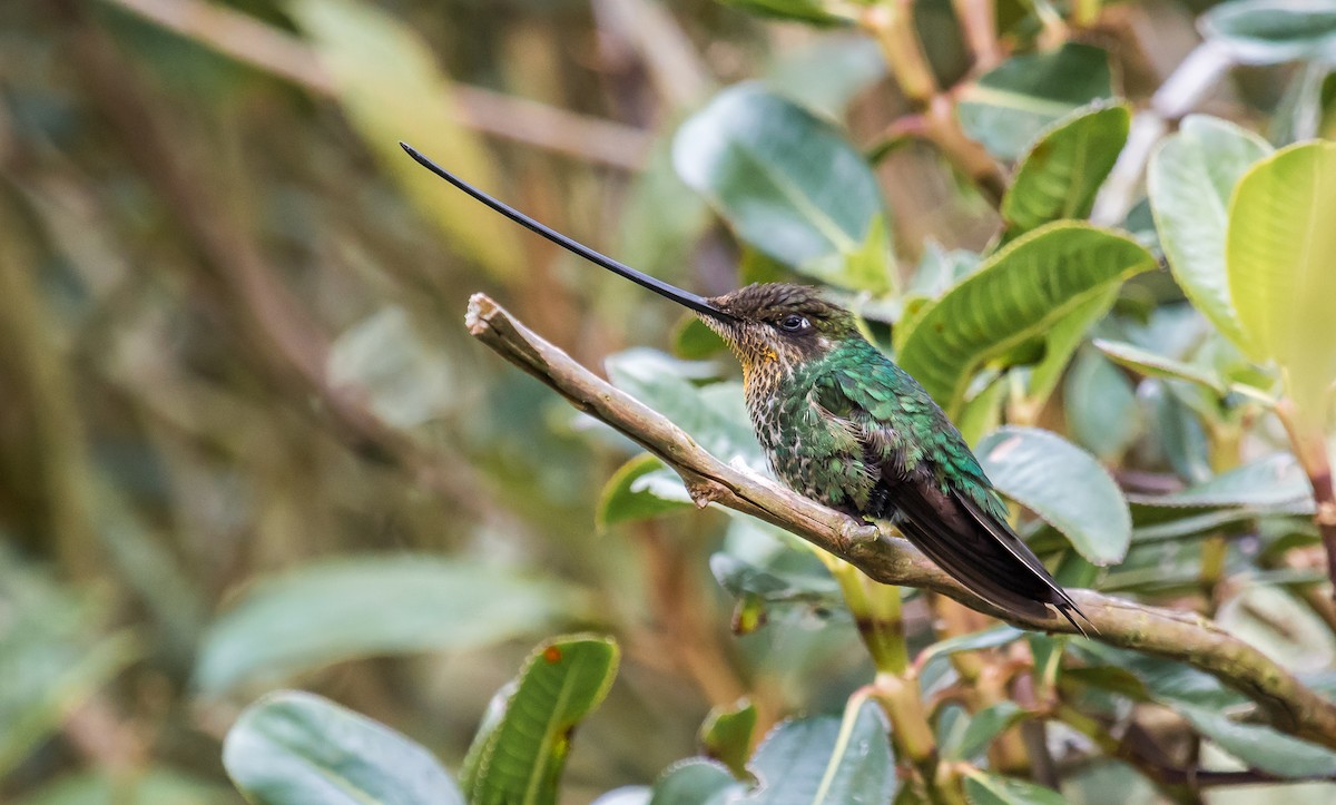 Sword-billed Hummingbird - David Monroy Rengifo