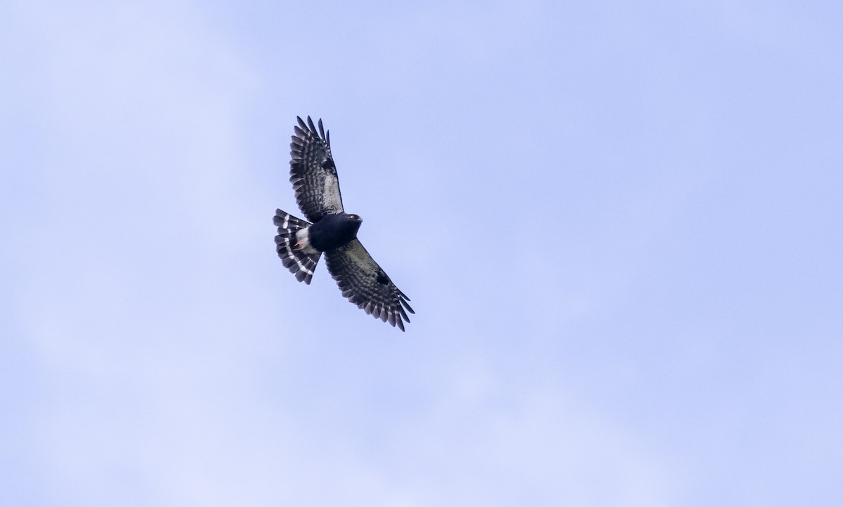 White-rumped Hawk - ML119953941