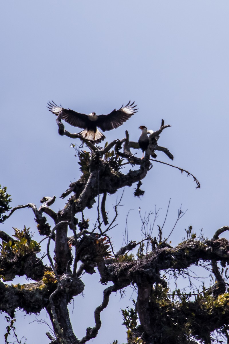 Caracara huppé (cheriway) - ML119954031