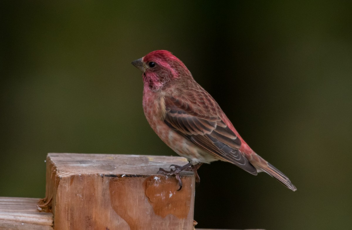 Purple Finch - ML119954111