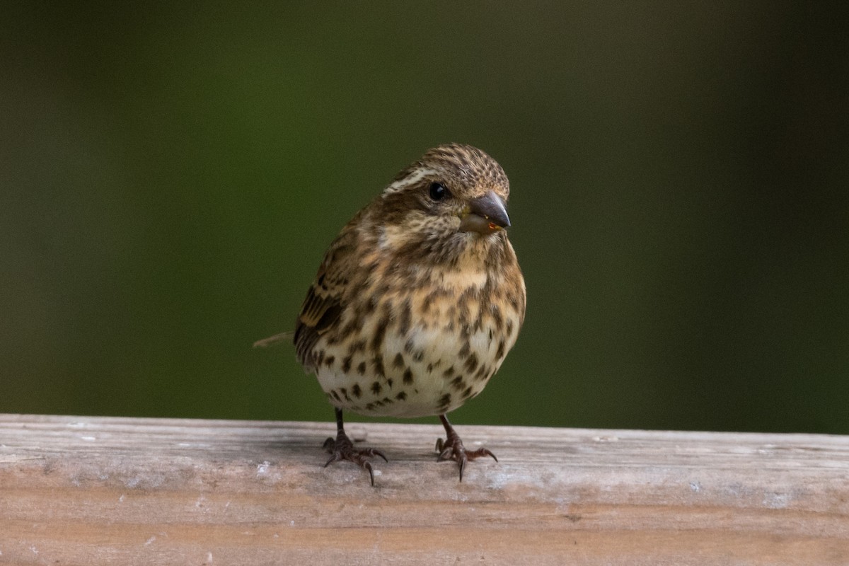 Purple Finch - Mary Fredenburgh