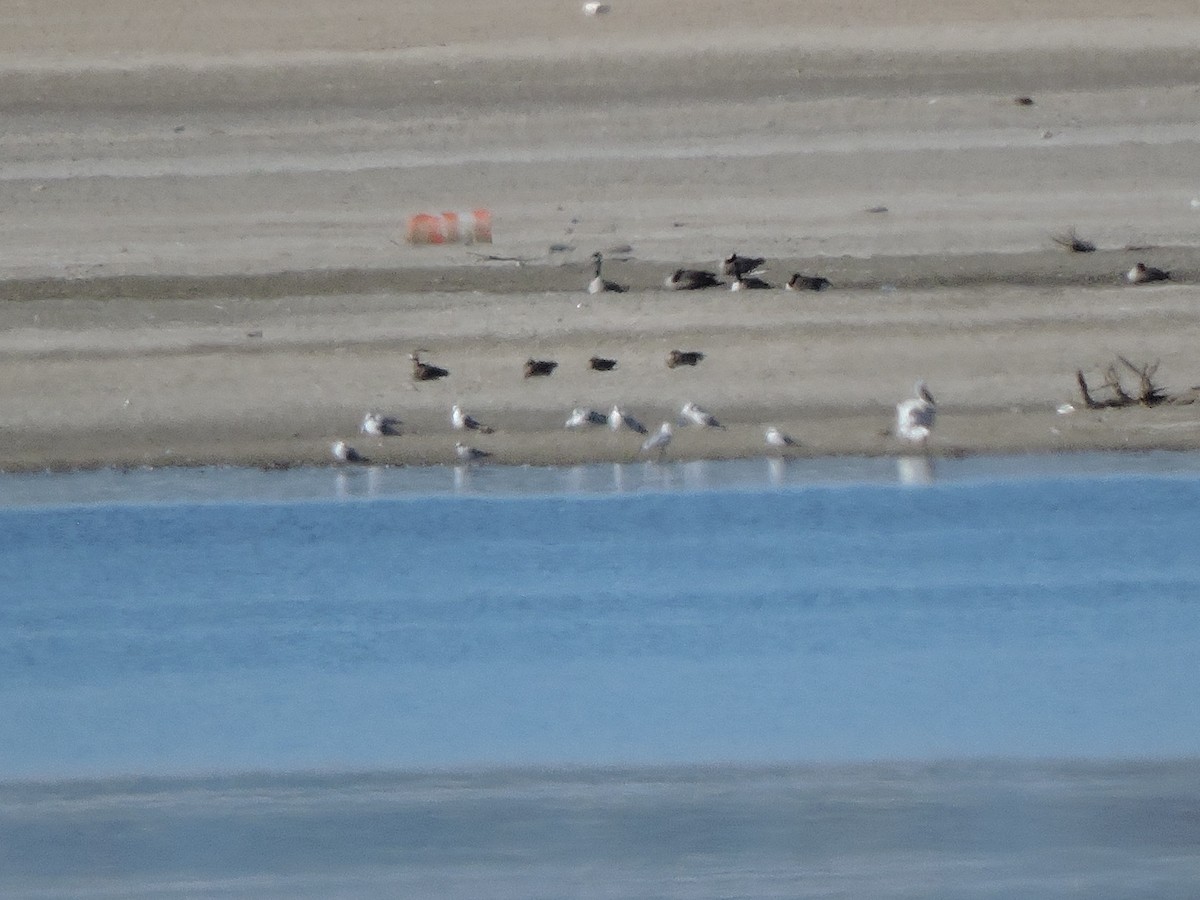 Greater White-fronted Goose - ML119954341